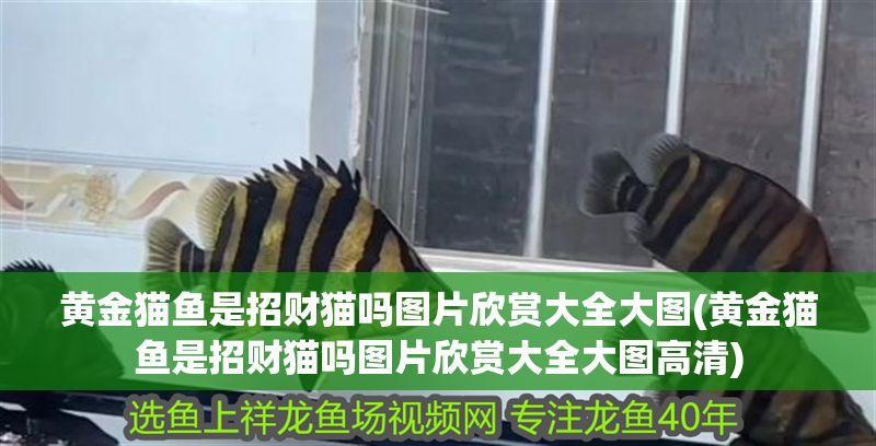 黃金貓魚是招財貓嗎圖片欣賞大全大圖(黃金貓魚是招財貓嗎圖片欣賞大全大圖高清) 黃金貓魚是招財貓嗎圖片欣賞大全大圖(黃金貓魚是招財貓嗎圖片欣賞大全大圖高清) 黃金貓魚百科 第1張