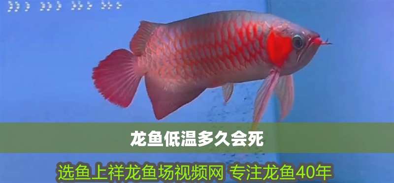 龍魚低溫多久會死
