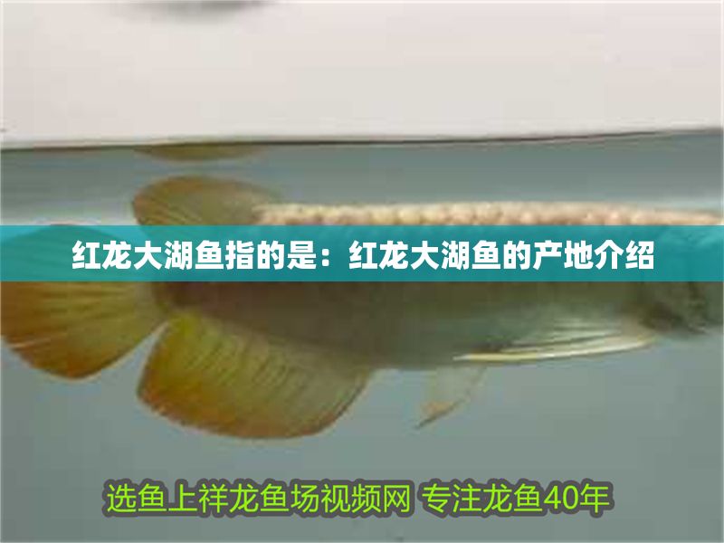 紅龍大湖魚指的是：紅龍大湖魚的產地介紹