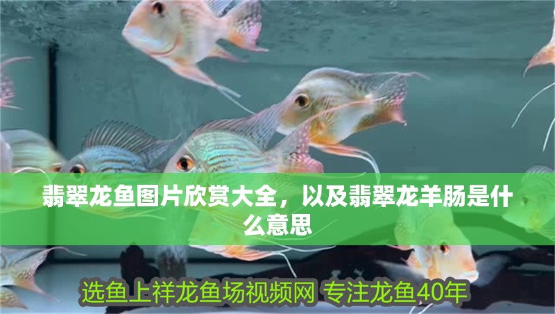翡翠龍魚圖片欣賞大全，以及翡翠龍羊腸是什么意思