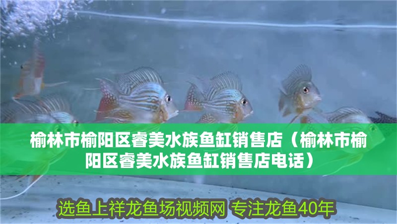 榆林市榆陽(yáng)區(qū)睿美水族魚(yú)缸銷售店（榆林市榆陽(yáng)區(qū)睿美水族魚(yú)缸銷售店電話） 榆林市榆陽(yáng)區(qū)睿美水族魚(yú)缸銷售店（榆林市榆陽(yáng)區(qū)睿美水族魚(yú)缸銷售店電話） 全國(guó)水族館企業(yè)名錄 第2張