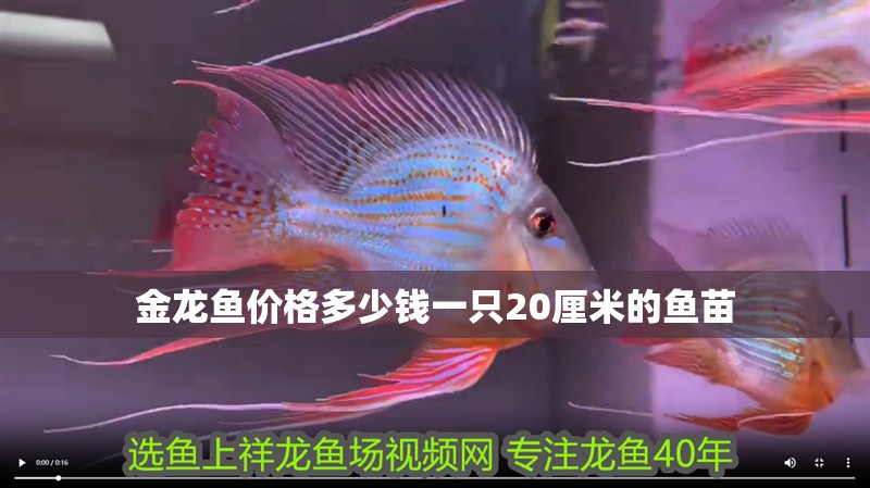金龍魚價格多少錢一只20厘米的魚苗