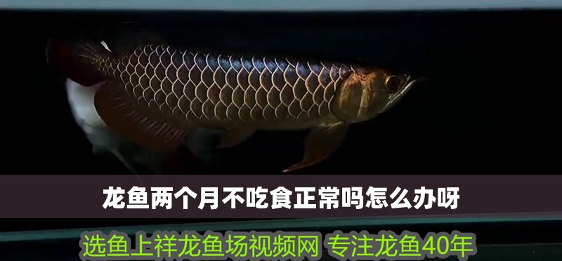 龍魚兩個月不吃食正常嗎怎么辦呀