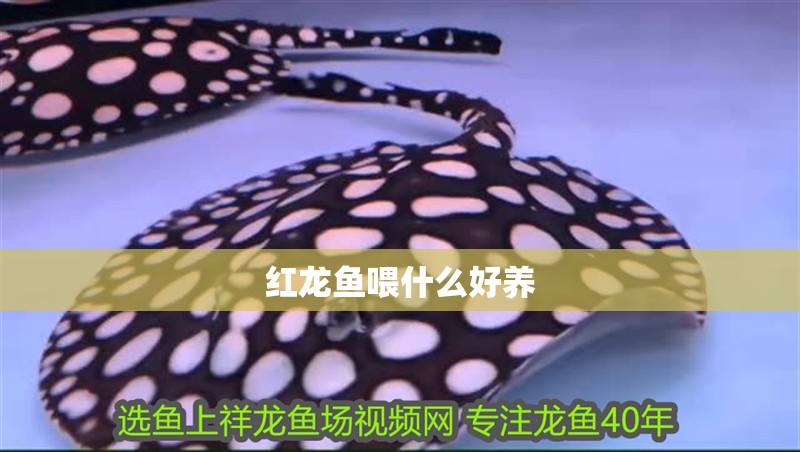 紅龍魚喂什么好養(yǎng) 紅龍魚喂什么好養(yǎng) 龍魚百科 第2張