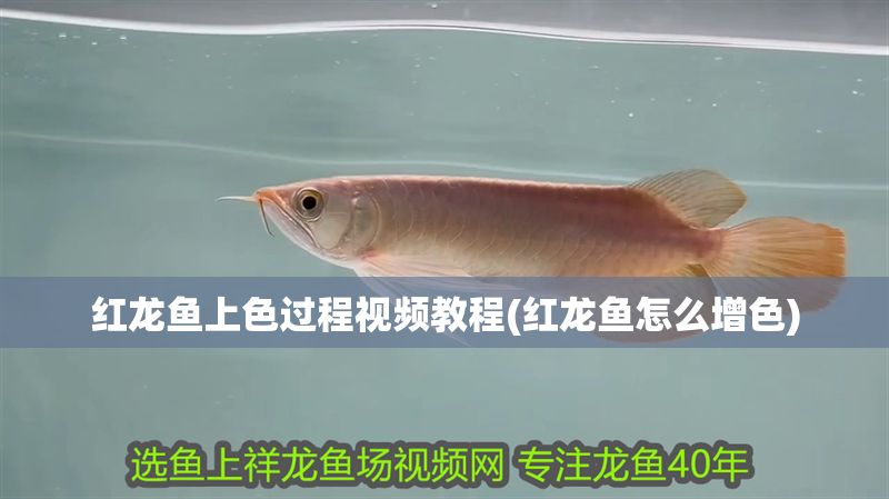 紅龍魚上色過程視頻教程(紅龍魚怎么增色)