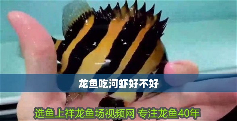 龍魚吃河蝦好不好