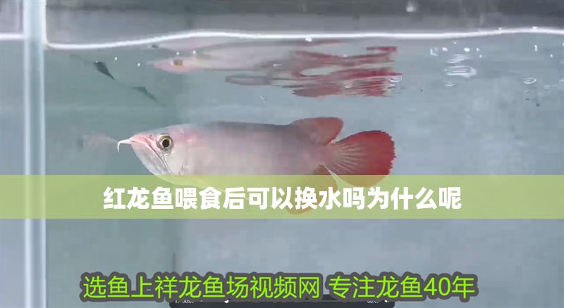 紅龍魚(yú)喂食后可以換水嗎為什么呢