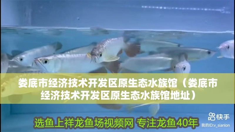 婁底市經濟技術開發區原生態水族館（婁底市經濟技術開發區原生態水族館地址）