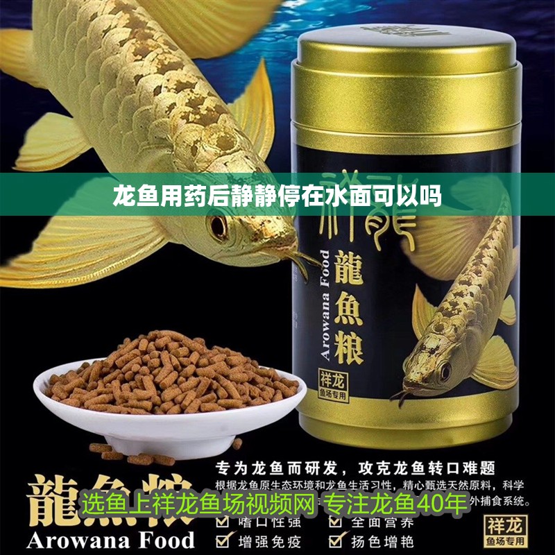 龍魚用藥后靜靜停在水面可以嗎