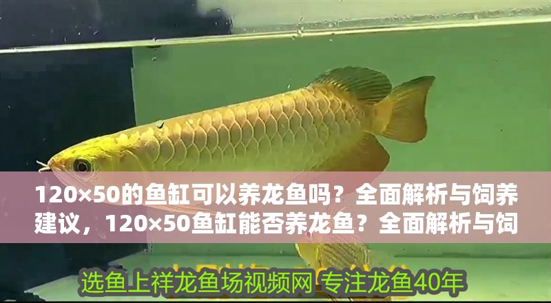 120×50的魚(yú)缸可以養(yǎng)龍魚(yú)嗎？全面解析與飼養(yǎng)建議，120×50魚(yú)缸能否養(yǎng)龍魚(yú)？全面解析與飼養(yǎng)建議 120×50的魚(yú)缸可以養(yǎng)龍魚(yú)嗎？全面解析與飼養(yǎng)建議，120×50魚(yú)缸能否養(yǎng)龍魚(yú)？全面解析與飼養(yǎng)建議 龍魚(yú)百科 第1張