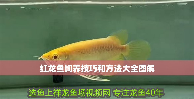 紅龍魚飼養技巧和方法大全圖解 紅龍魚飼養技巧和方法大全圖解 龍魚百科 第2張