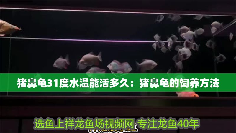 過背金龍魚挑選：如何從眾多過背金龍魚中挑選出健康、優(yōu)質(zhì)的個(gè)體