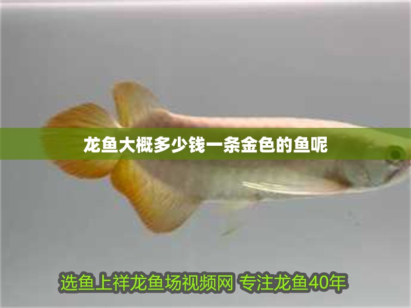 龍魚大概多少錢一條金色的魚呢 龍魚大概多少錢一條金色的魚呢 龍魚百科 第2張