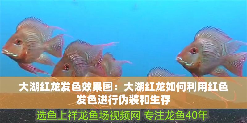 大湖紅龍發(fā)色效果圖：大湖紅龍如何利用紅色發(fā)色進(jìn)行偽裝和生存