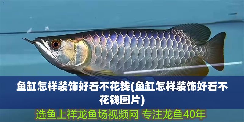 魚缸怎樣裝飾好看不花錢(魚缸怎樣裝飾好看不花錢圖片) 元寶鳳凰魚百科 第1張 魚缸怎樣裝飾好看不花錢(魚缸怎樣裝飾好看不花錢圖片) 魚缸怎樣裝飾好看不花錢(魚缸怎樣裝飾好看不花錢圖片) 元寶鳳凰魚百科 第1張