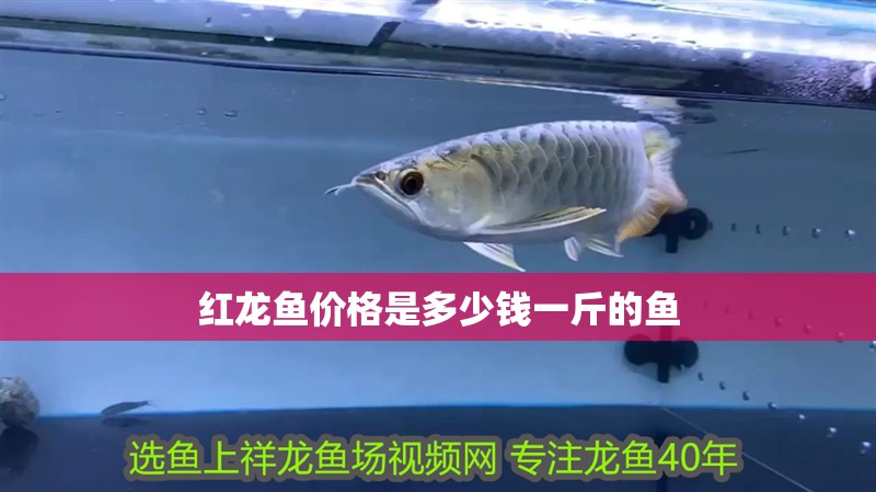 紅龍魚價格是多少錢一斤的魚 紅龍魚價格是多少錢一斤的魚 龍魚百科 第2張