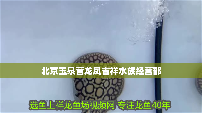 北京玉泉營龍鳳吉祥水族經(jīng)營部