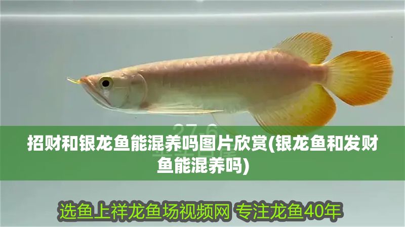 招財和銀龍魚能混養(yǎng)嗎圖片欣賞(銀龍魚和發(fā)財魚能混養(yǎng)嗎)