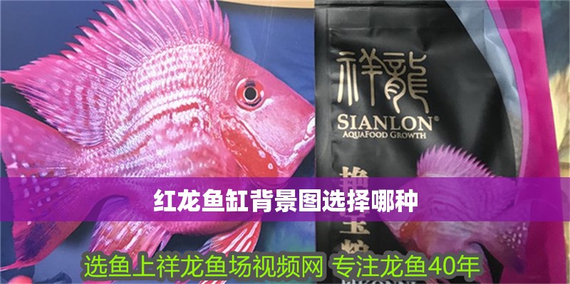 紅龍魚缸背景圖選擇哪種