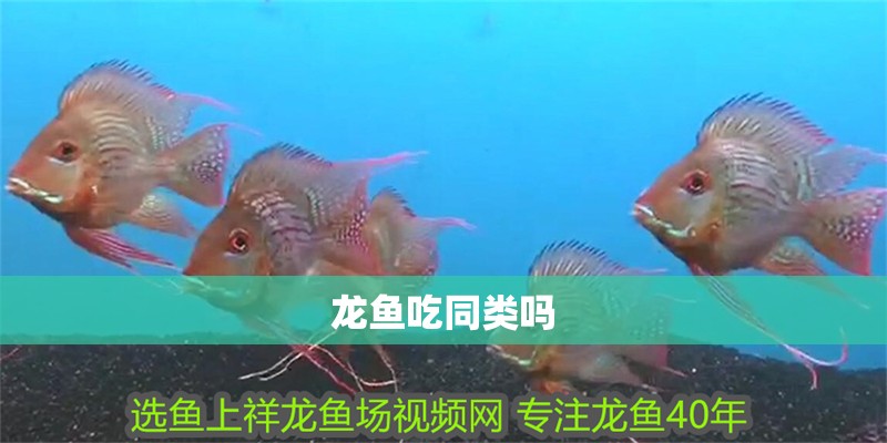 龍魚吃同類嗎