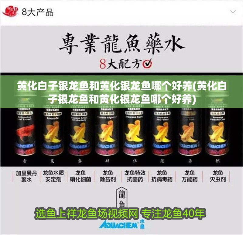 黃化白子銀龍魚和黃化銀龍魚哪個好養(黃化白子銀龍魚和黃化銀龍魚哪個好養)