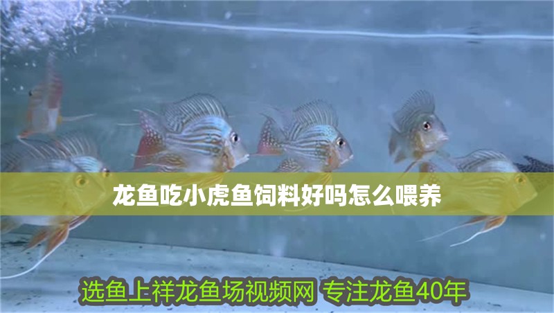 龍魚(yú)吃小虎魚(yú)飼料好嗎怎么喂養(yǎng)
