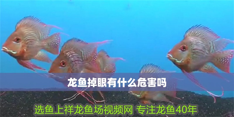 龍魚掉眼有什么危害嗎 龍魚掉眼有什么危害嗎 龍魚百科 第2張