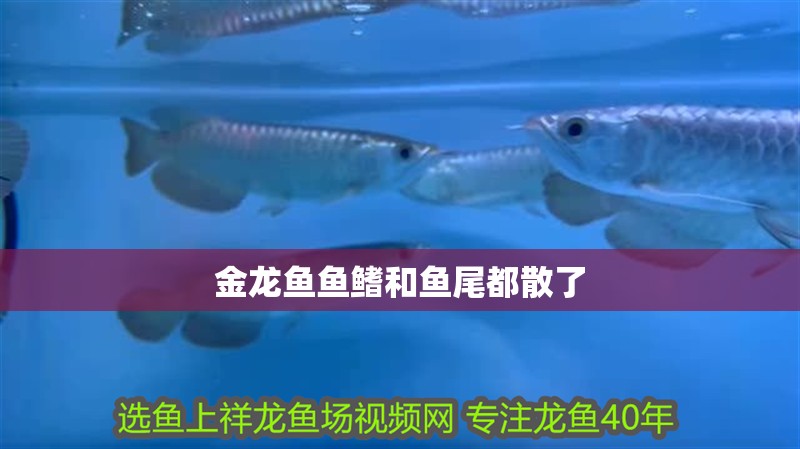 金龍魚魚鰭和魚尾都散了