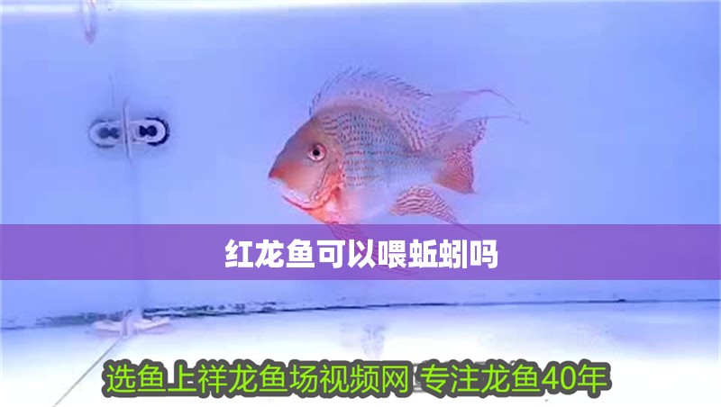 紅龍魚可以喂蚯蚓嗎