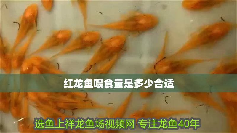 紅龍魚喂食量是多少合適 龍魚百科 第1張 紅龍魚喂食量是多少合適 紅龍魚喂食量是多少合適 龍魚百科 第1張