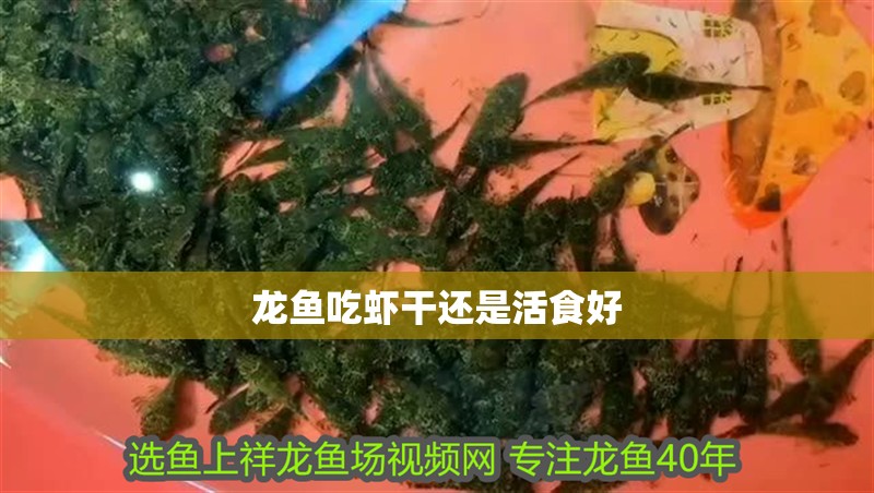 龍魚吃蝦干還是活食好 龍魚吃蝦干還是活食好 龍魚百科 第2張