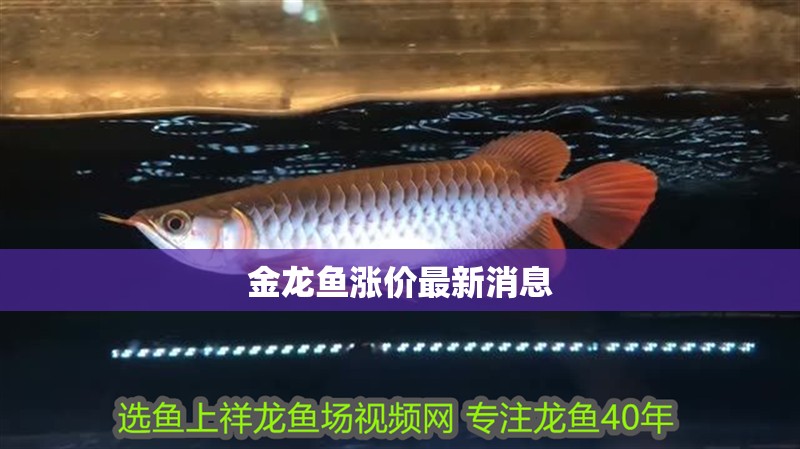 金龍魚漲價最新消息