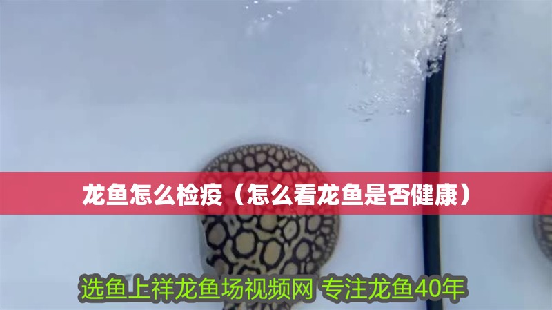 龍魚怎么檢疫（怎么看龍魚是否健康）
