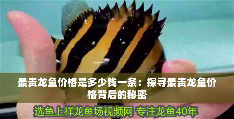 最貴龍魚價格是多少錢一條：探尋最貴龍魚價格背后的秘密