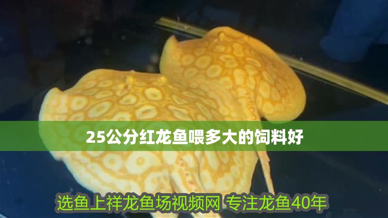25公分紅龍魚(yú)喂多大的飼料好 25公分紅龍魚(yú)喂多大的飼料好 龍魚(yú)百科 第1張
