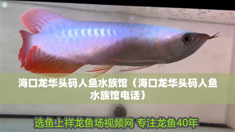 海口龍華頭碼人魚水族館（海口龍華頭碼人魚水族館電話）