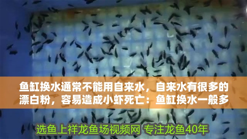 魚缸換水通常不能用自來水，自來水有很多的漂白粉，容易造成小蝦死亡：魚缸換水一般多久換一次？ 魚缸換水通常不能用自來水，自來水有很多的漂白粉，容易造成小蝦死亡：魚缸換水一般多久換一次？ 魚缸百科