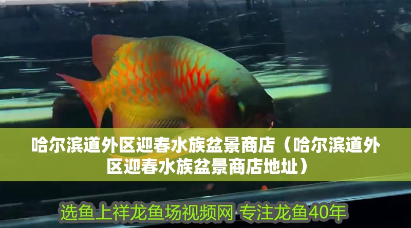 哈爾濱道外區迎春水族盆景商店（哈爾濱道外區迎春水族盆景商店地址）