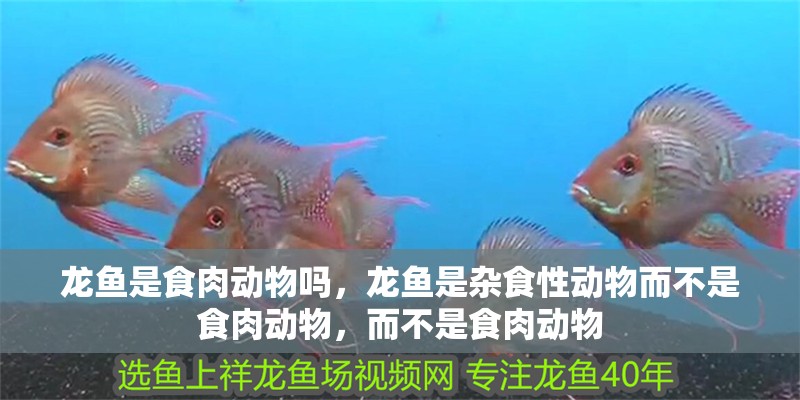 龍魚是食肉動(dòng)物嗎,龍魚是雜食性動(dòng)物而不是食肉動(dòng)物,而不是食肉動(dòng)物