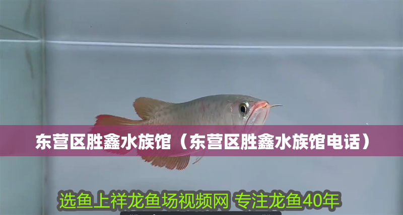 東營區勝鑫水族館（東營區勝鑫水族館電話）