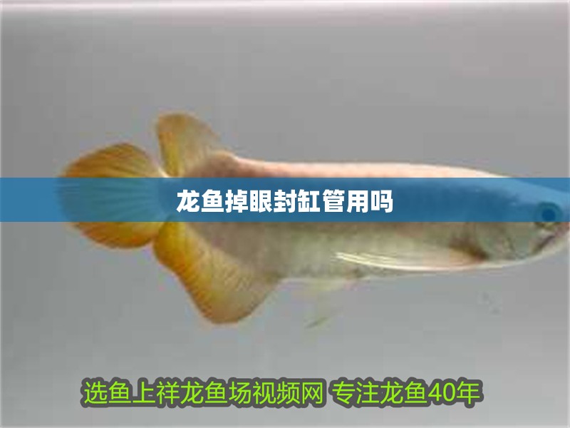 龍魚掉眼封缸管用嗎