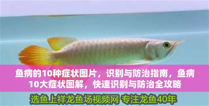 魚病的10種癥狀圖片，識(shí)別與防治指南，魚病10大癥狀圖解，快速識(shí)別與防治全攻略