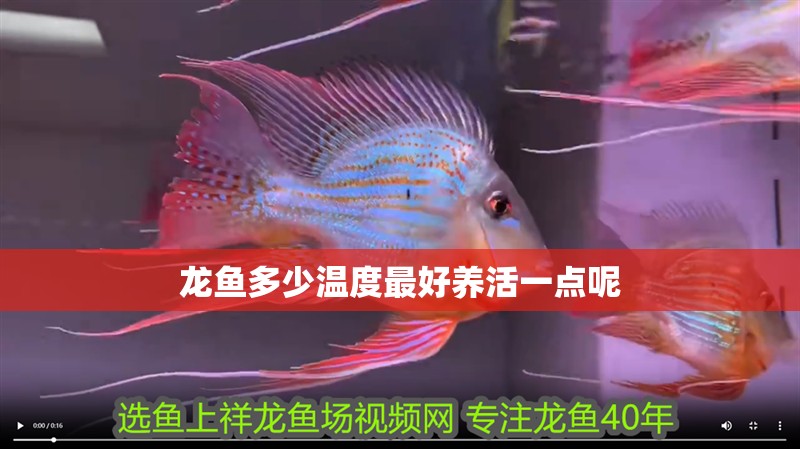 龍魚多少溫度最好養活一點呢 龍魚百科 第2張 龍魚多少溫度最好養活一點呢 龍魚多少溫度最好養活一點呢 龍魚百科 第2張