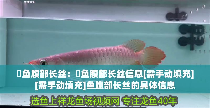 魟魚腹部長絲：魟魚腹部長絲信息[需手動填充][需手動填充]魚腹部長絲的具體信息