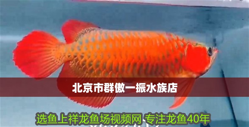 北京市群傲一振水族店