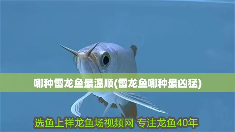 哪種雷龍魚最溫順(雷龍魚哪種最兇猛) 哪種雷龍魚最溫順(雷龍魚哪種最兇猛) 金龍魚百科 第1張