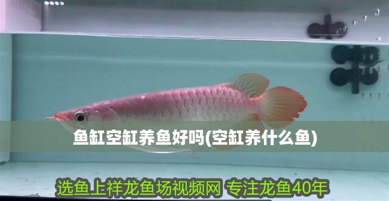 魚缸空缸養魚好嗎(空缸養什么魚)