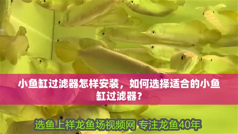 小魚缸過濾器怎樣安裝，如何選擇適合的小魚缸過濾器？