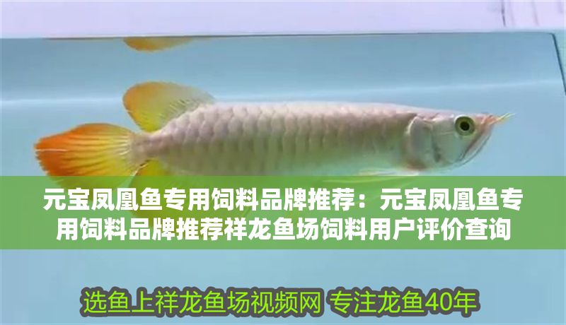 元寶鳳凰魚專用飼料品牌推薦：元寶鳳凰魚專用飼料品牌推薦祥龍魚場飼料用戶評價查詢