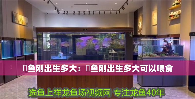 魟魚剛出生多大：魟魚剛出生多大可以喂食